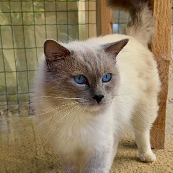 Suki Mâle Ragdoll