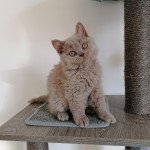 Smile de Tisca Love Femelle Selkirk Rex Smile de Tisca Love Femelle Selkirk Rex