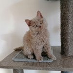 Smile de Tisca Love Femelle Selkirk Rex