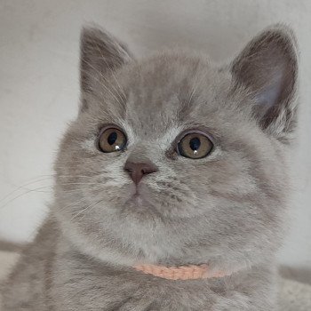 Under Mâle British Shorthair