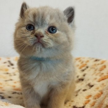 Uline Femelle British Shorthair