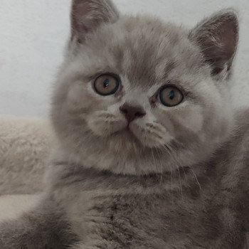 Ubert Mâle British Shorthair