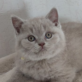 Up Mâle British Shorthair