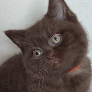 Uncle Mâle British Shorthair