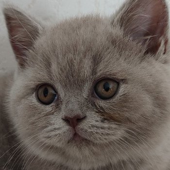 Ulysse Mâle British Shorthair