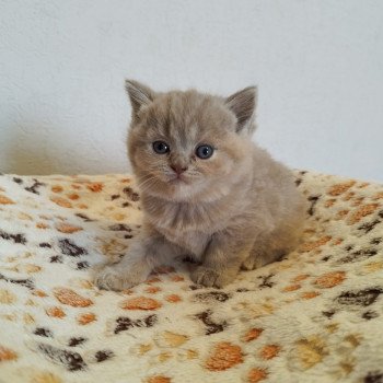 Undiz Femelle British Shorthair