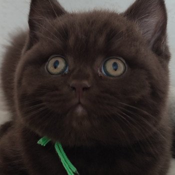 Union Jack Mâle British Shorthair