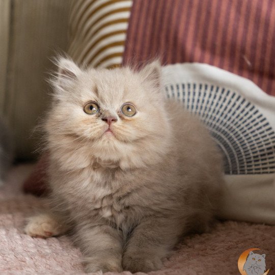 Alaska des Perles de Satin Femelle British Longhair