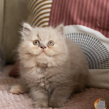 Alaska des Perles de Satin Femelle British Longhair
