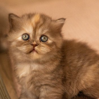 Arizona Twister des Perles de Satin Femelle British Longhair