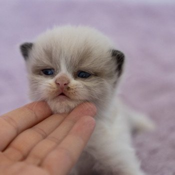 Atsu Hiro des Perles de Satin Mâle British Longhair