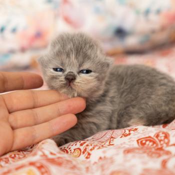 Billie Jean des Perles de Satin Femelle British Longhair