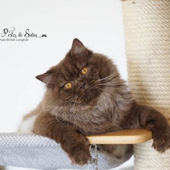 Ramsès Mâle British Longhair