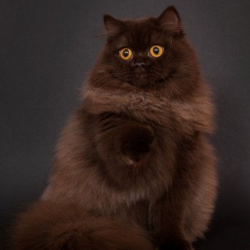 Shae des Perles de Satin Femelle British Longhair