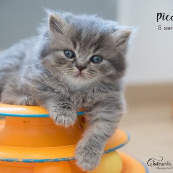 Chaton De Race A Vendre En Auvergne Rhone Alpes Chat Et Chaton Com Chaton De Race A Vendre En Auvergne Rhone Alpes Chat Et Chaton Com