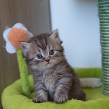 Chaton angora a donner rhone alpes