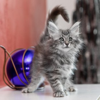Chaton Norvegien A Vendre En Ile De France Chat Et Chaton Com