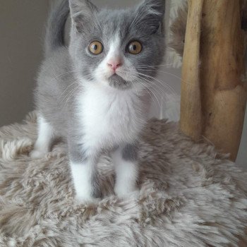 Tom Mâle British Shorthair