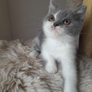 Tommy Mâle British Shorthair