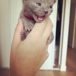 Ubby Mâle Chartreux Ubby Mâle Chartreux