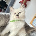 Ugo Des Joyaux Landés Mâle Sacré de Birmanie Ugo Des Joyaux Landés Mâle Sacré de Birmanie