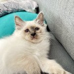 Ulk Des Joyaux Landés Mâle Sacré de Birmanie Ulk Des Joyaux Landés Mâle Sacré de Birmanie