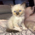 Ulya Des Joyaux Landés Femelle Sacré de Birmanie Ulya Des Joyaux Landés Femelle Sacré de Birmanie