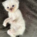 UÏana Des Joyaux Landés Femelle Sacré de Birmanie UÏana Des Joyaux Landés Femelle Sacré de Birmanie