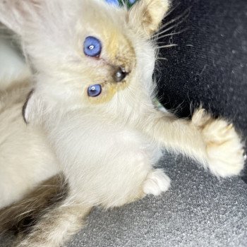 UÏana Des Joyaux Landés Femelle Sacré de Birmanie