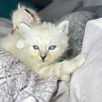 Ulan Des Joyaux Landés Mâle Sacré de Birmanie
