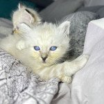 Ulan Des Joyaux Landés Mâle Sacré de Birmanie Ulan Des Joyaux Landés Mâle Sacré de Birmanie
