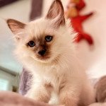 Urio Des Joyaux Landés Mâle Sacré de Birmanie Urio Des Joyaux Landés Mâle Sacré de Birmanie