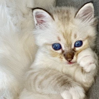 Urios Des Joyaux Landés Mâle Sacré de Birmanie