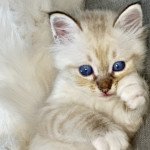 Urios Des Joyaux Landés Mâle Sacré de Birmanie Urios Des Joyaux Landés Mâle Sacré de Birmanie