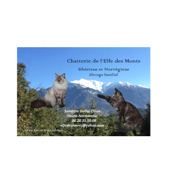 Chatterie L Elfe Des Monts Elevage De Chat Norvegien Siberien