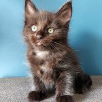 TOKYO DE GUIPSAN'S HEART De Guipsan's Heart Femelle Maine coon TOKYO DE GUIPSAN'S HEART De Guipsan's Heart Femelle Maine coon
