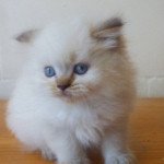 PHAUSTIN du jardin de lizie Mâle British Longhair PHAUSTIN du jardin de lizie Mâle British Longhair