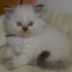 philibert du jardin de Lizie du jardin de lizie Mâle British Longhair philibert du jardin de Lizie du jardin de lizie Mâle British Longhair