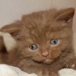 patchouli du jardin de lizie du jardin de lizie Mâle British Shorthair patchouli du jardin de lizie du jardin de lizie Mâle British Shorthair