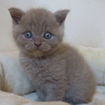 pharaon du jardin de lizie Mâle British Shorthair