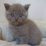 pharaon du jardin de lizie Mâle British Shorthair pharaon du jardin de lizie Mâle British Shorthair
