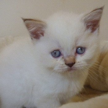 plume du jardin de lizie Femelle British Shorthair