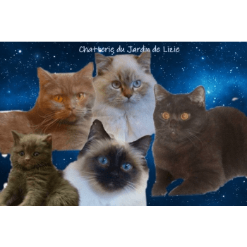 élevages De Chats En France Petites Annonces