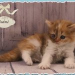 PADMÉ Femelle British Longhair PADMÉ Femelle British Longhair