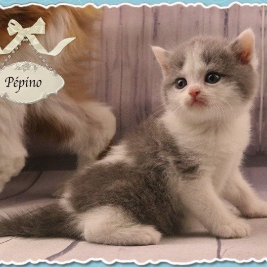 Pepino De La Via Domitia Chat British Shorthair A Vendre