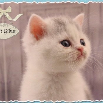 PETIT GIBUS Mâle British Shorthair