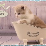PÉTRA Femelle British Shorthair PÉTRA Femelle British Shorthair