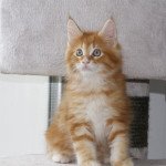 Thor DU MONT D'HACOONA Mâle Maine coon Thor DU MONT D'HACOONA Mâle Maine coon