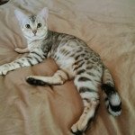 Love Milky Way's Tessa Femelle Bengal Love Milky Way's Tessa Femelle Bengal