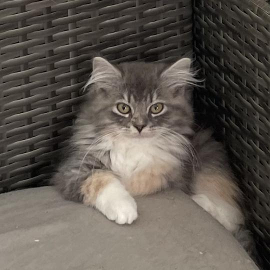 BELLE Femelle Sibérien